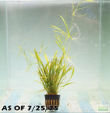 Echinodorus Tenellus_Sword_Aquarium plant for sale