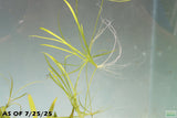 Echinodorus Tenellus_Sword_Aquarium plant for sale