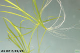 Echinodorus Tenellus_Sword_Aquarium plant for sale