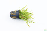 Echinodorus Tenellus_Sword_Aquarium plant for sale