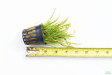 Echinodorus Tenellus_Sword_Aquarium plant for sale