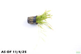 Echinodorus Tenellus_Sword_Aquarium plant for sale