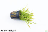 Echinodorus Tenellus_Sword_Aquarium plant for sale