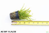 Echinodorus Tenellus_Sword_Aquarium plant for sale