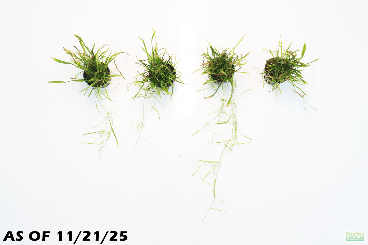 Echinodorus Tenellus Dwarf Chain Sword (POTTED) – DustinsFishtanks
