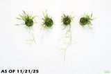 Echinodorus Tenellus_Dwarf Chain Sword_POTTED_Aquarium Plant For Sale