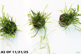 Echinodorus Tenellus_Dwarf Chain Sword_POTTED_Aquarium Plant For Sale