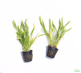 Echinodorus Tenellus_Sword_Aquarium plant for sale