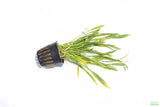 Echinodorus Tenellus_Sword_Aquarium plant for sale
