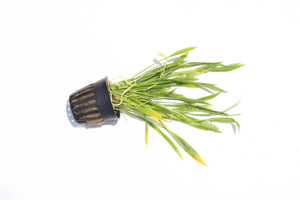 Echinodorus Tenellus_Sword_Aquarium plant for sale
