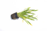 Echinodorus Tenellus_Sword_Aquarium plant for sale