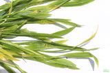 Echinodorus Tenellus_Sword_Aquarium plant for sale