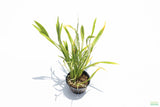 Echinodorus Tenellus_Sword_Aquarium plant for sale