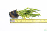 Echinodorus Tenellus_Sword_Aquarium plant for sale