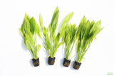 Echinodorus_Amazon Sword_Big_Large_Aquarium Plant For Sale
