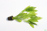 Echinodorus_Amazon Sword_Big_Large_Aquarium Plant For Sale