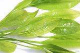Echinodorus_Amazon Sword_Big_Large_Aquarium Plant For Sale