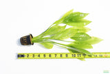 Echinodorus_Amazon Sword_Big_Large_Aquarium Plant For Sale