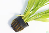 Echinodorus_Amazon Sword_Big_Large_Aquarium Plant For Sale