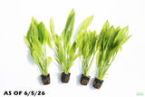 Echinodorus_Amazon Sword_Big_Large_Aquarium Plant For Sale