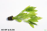 Echinodorus_Amazon Sword_Big_Large_Aquarium Plant For Sale