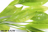Echinodorus_Amazon Sword_Big_Large_Aquarium Plant For Sale