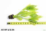 Echinodorus_Amazon Sword_Big_Large_Aquarium Plant For Sale