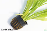 Echinodorus_Amazon Sword_Big_Large_Aquarium Plant For Sale
