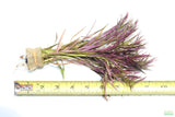 Eustralis Stellata_Very strong, very purple_wild aquarium plant_aquarium plants for sale