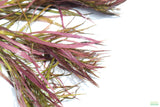 Eustralis Stellata_Very strong, very purple_wild aquarium plant_aquarium plants for sale