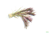 Eustralis Stellata_Very strong, very purple_wild aquarium plant_aquarium plants for sale