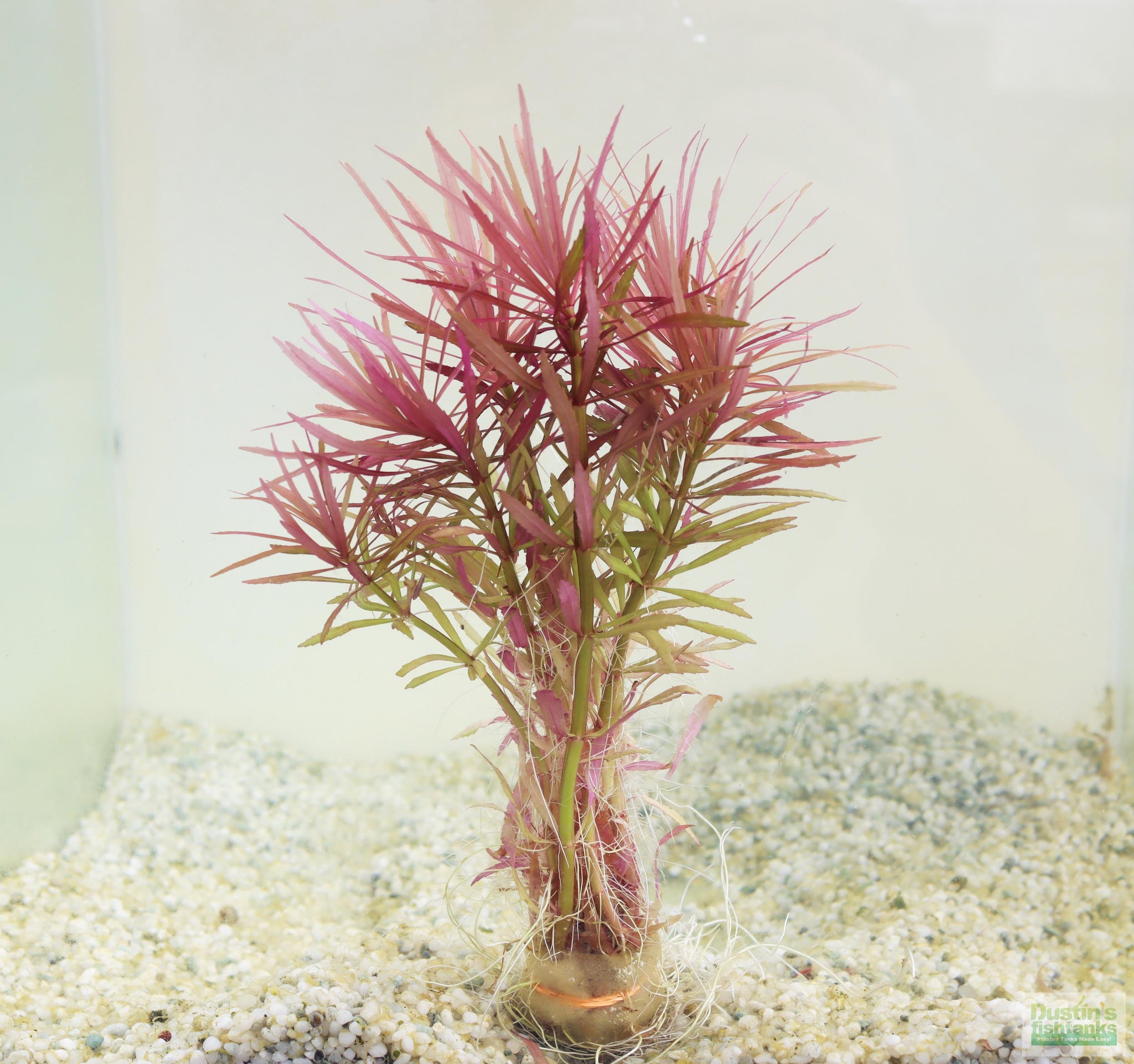 potted aquarium plants for sale Eustralis Stellata -Purple ....WILD Aquarium Plant – DustinsFishtanks