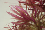 Eustralis Stellata_Very strong, very purple_wild aquarium plant_aquarium plants for sale
