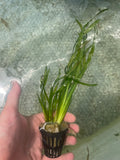 Val Asiatica Biwaensis