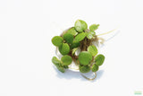 Frog bit_Perfect floater_floating aquarium plant_aquarium plants for sale