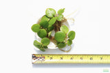 Frog bit_Perfect floater_floating aquarium plant_aquarium plants for sale