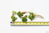 Frog bit_Perfect floater_floating aquarium plant_aquarium plants for sale