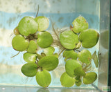 Frog bit_Perfect floater_floating aquarium plant_aquarium plants for sale