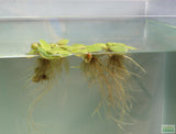 Frog bit_Perfect floater_floating aquarium plant_aquarium plants for sale