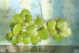 Frog bit_Perfect floater_floating aquarium plant_aquarium plants for sale