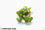 Frog bit_Perfect floater_floating aquarium plant_aquarium plants for sale