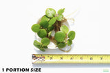 Frog bit_Perfect floater_floating aquarium plant_aquarium plants for sale