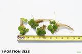 Frog bit_Perfect floater_floating aquarium plant_aquarium plants for sale