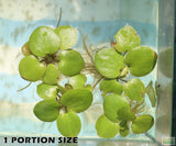 Frog bit_Perfect floater_floating aquarium plant_aquarium plants for sale