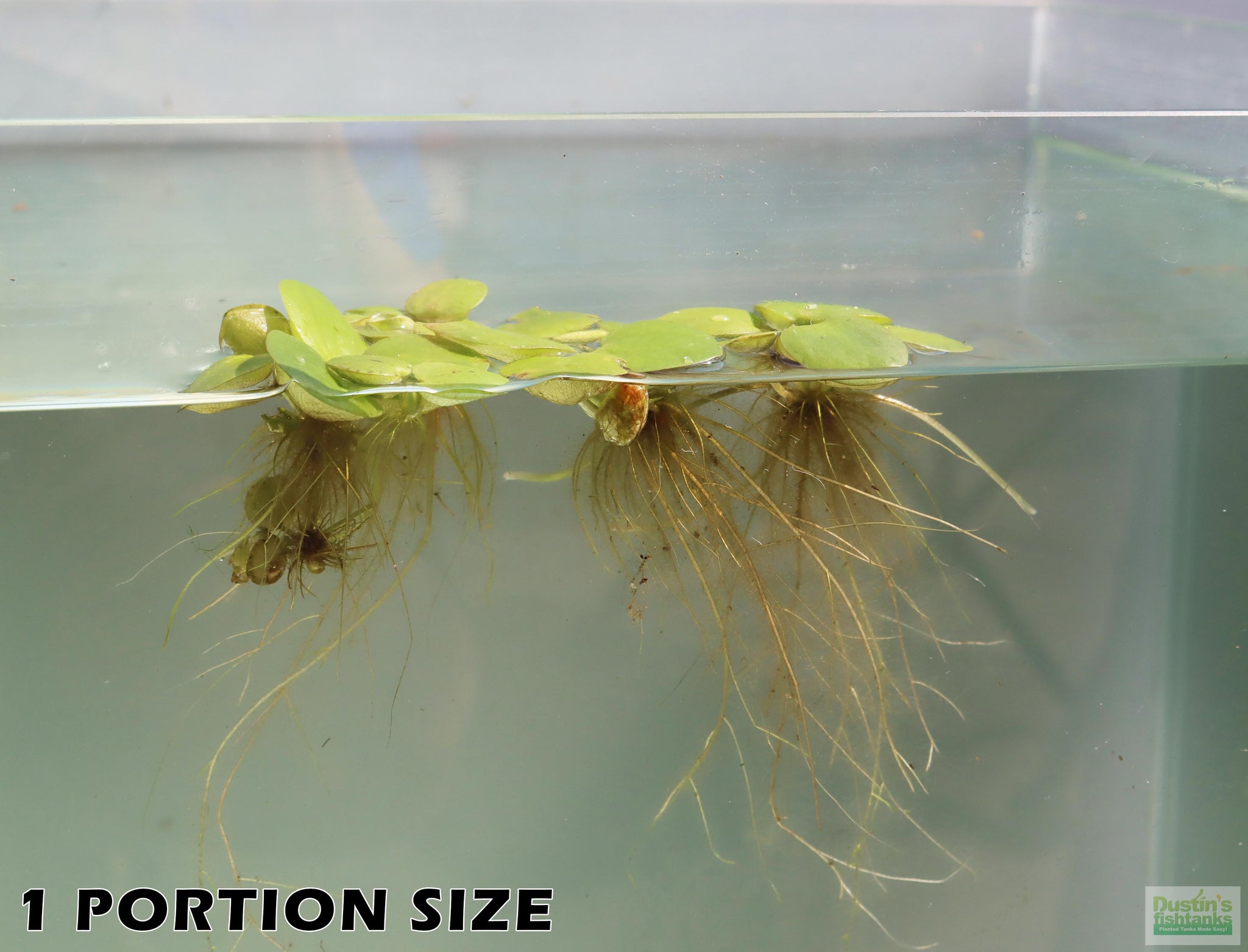 floating plant pot for aquarium Frog bit (the perfect Floater) – DustinsFishtanks