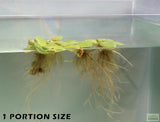 Frog bit_Perfect floater_floating aquarium plant_aquarium plants for sale