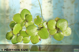 Frog bit_Perfect floater_floating aquarium plant_aquarium plants for sale