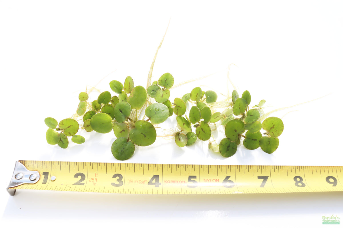 Frogbit Aquarium