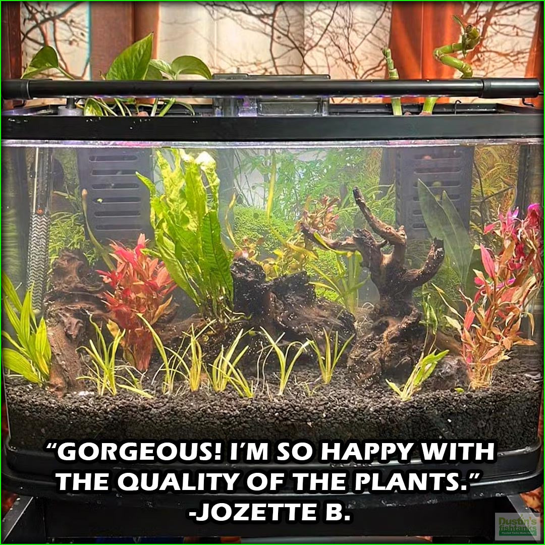 easiest live fish food culture site www.plantedtank.net GREAT START for a planted tank" The Beginner's Planted Aquarium Combo – DustinsFishtanks