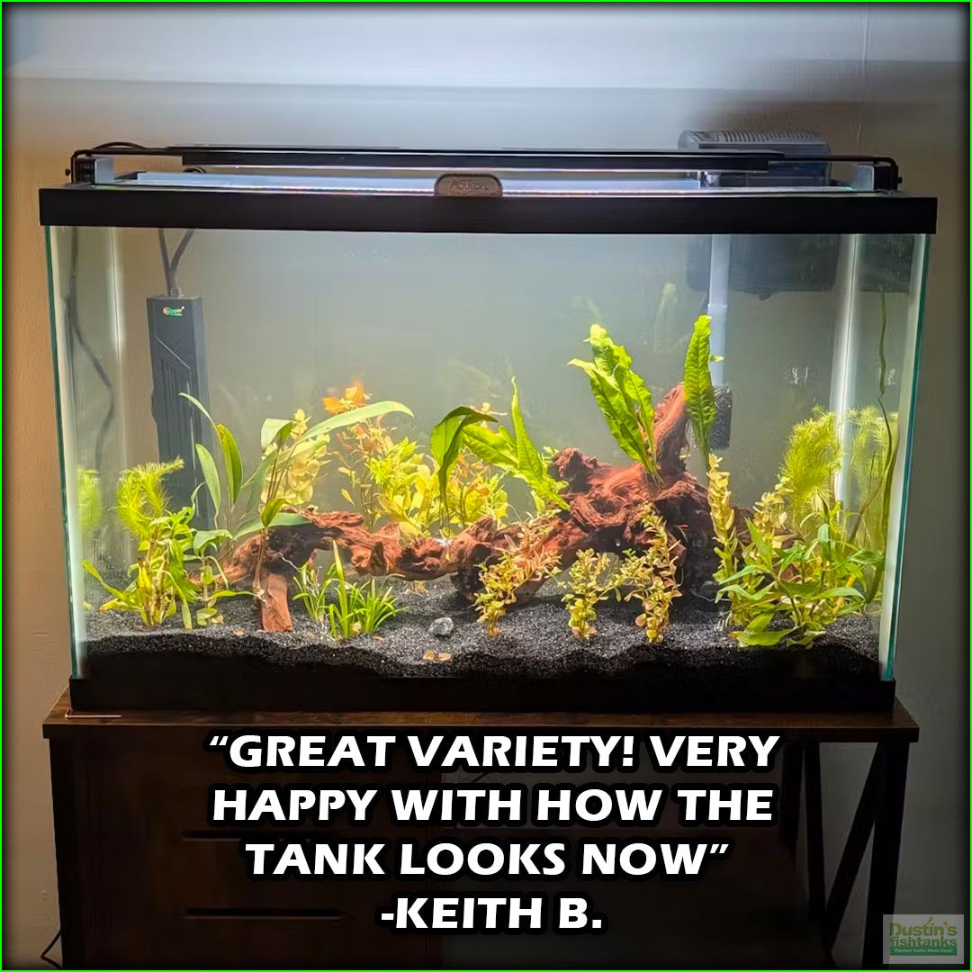 GREAT START for a planted tank